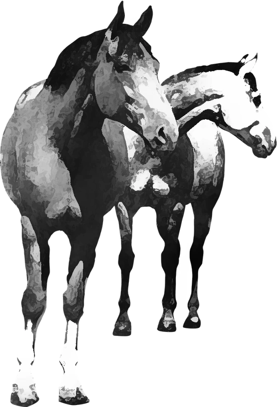 Centre équestre Cheval Rando, Creysse — deux chevaux